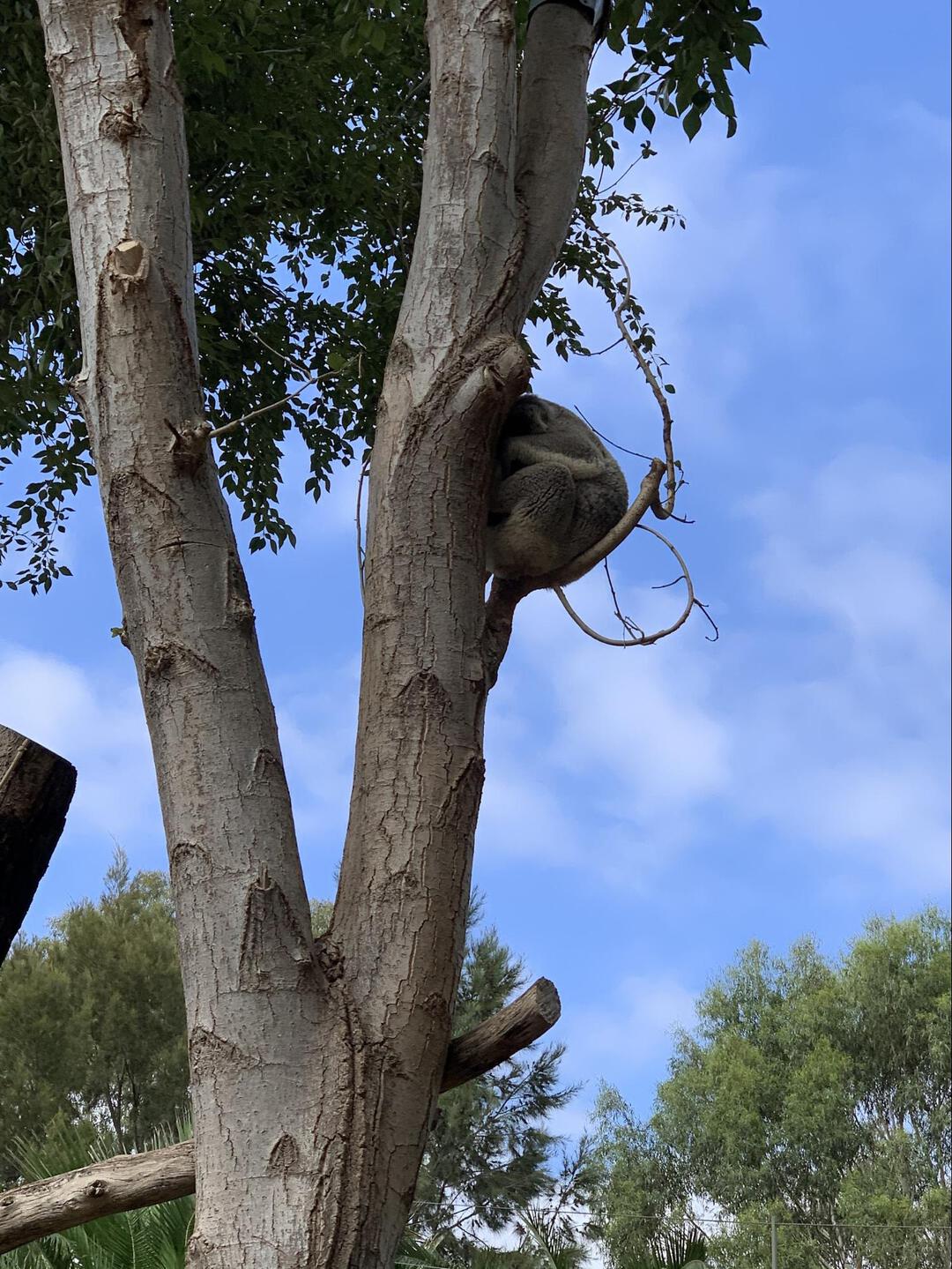 動物園にいたコアラ（眠っているようでした）